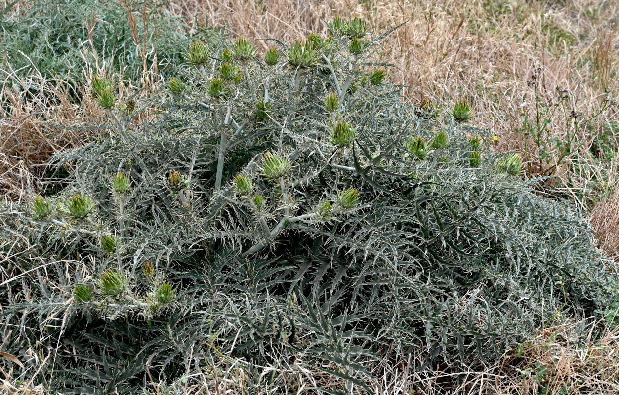 Image of Cynara cardunculus specimen.