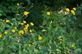 Picris hieracioides