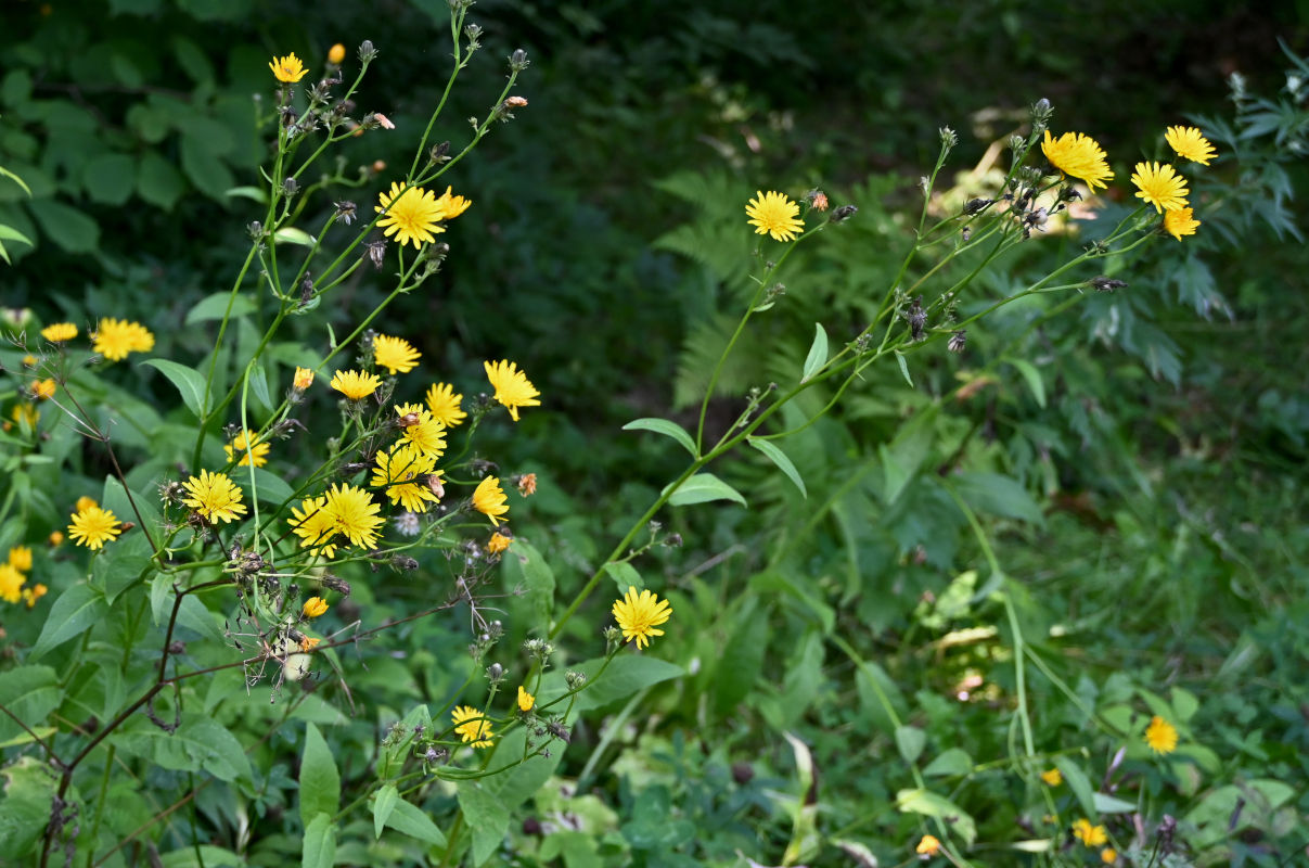 Image of Picris hieracioides specimen.