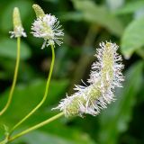 Sanguisorba stipulata