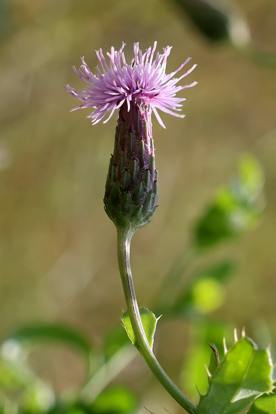 Image of Cirsium setosum specimen.