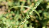 Bassia hyssopifolia. Верхушка веточки с завязавшимися плодами. Астраханская обл., Камызякский р--н, окр. с. Нижнекалиновский, левобережье ер. Большой Кашкалдак, солонцеватый участок пастбищного луга. 11.09.2026.