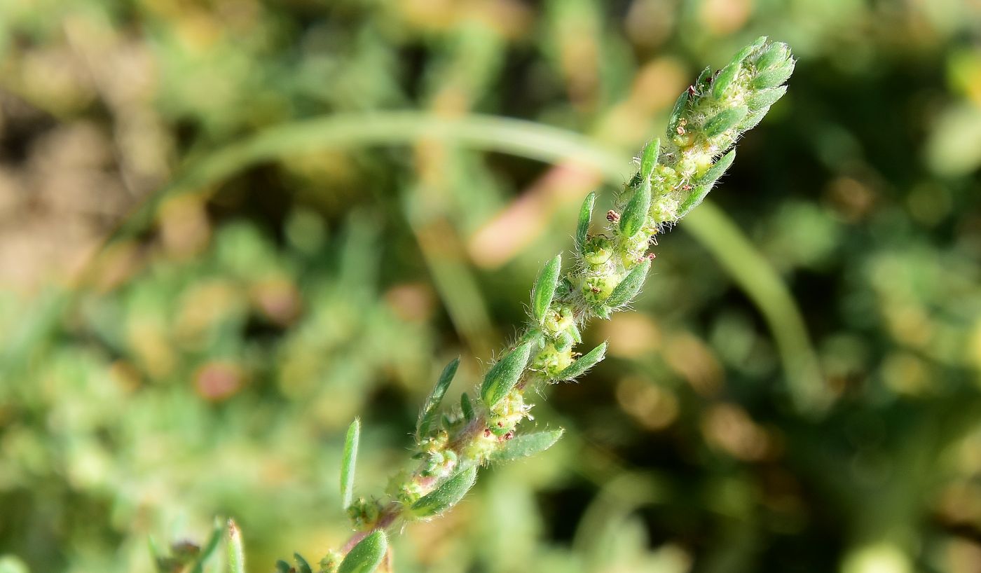 Image of Bassia hyssopifolia specimen.