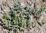 Scutellaria adenostegia