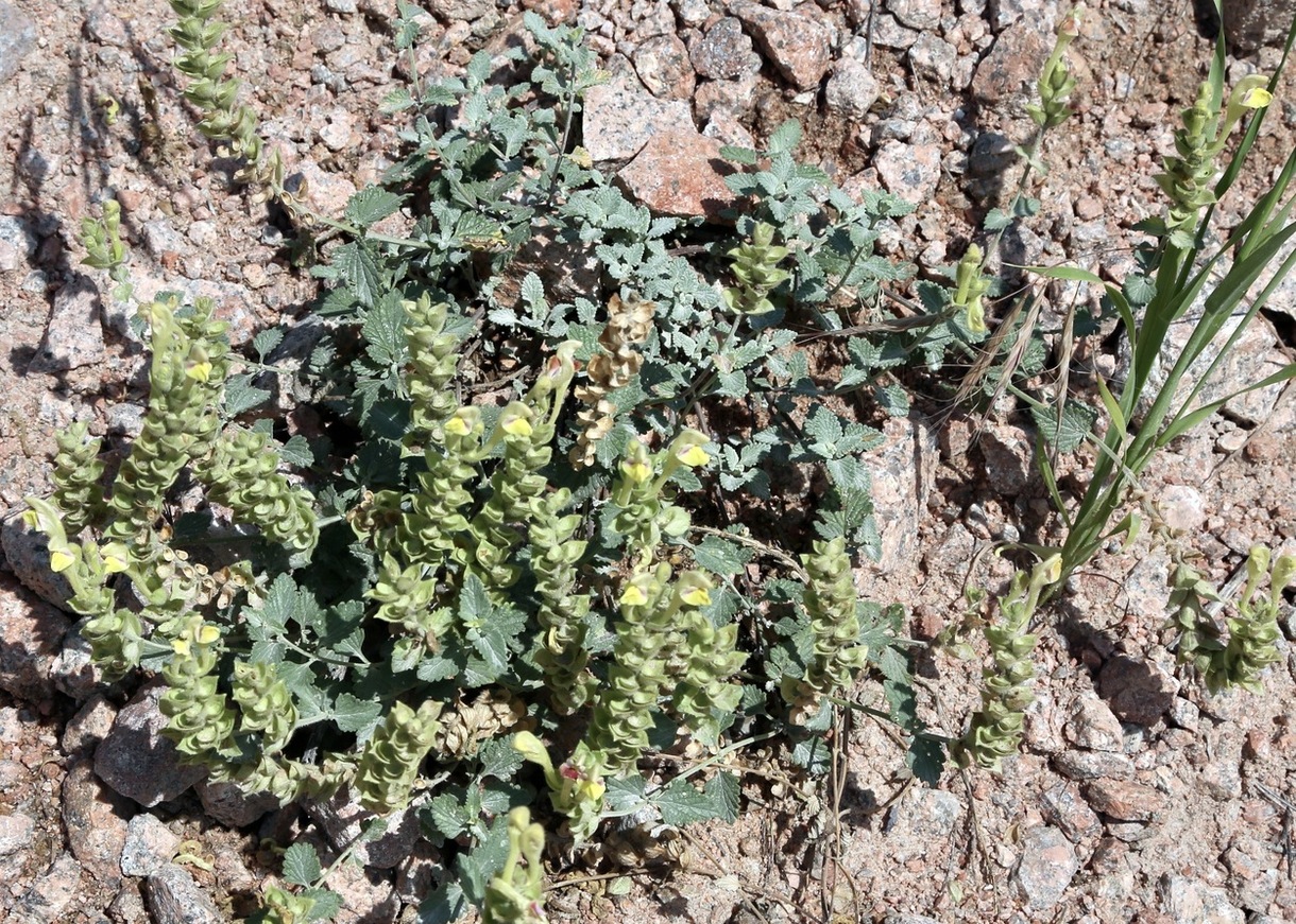 Image of Scutellaria adenostegia specimen.
