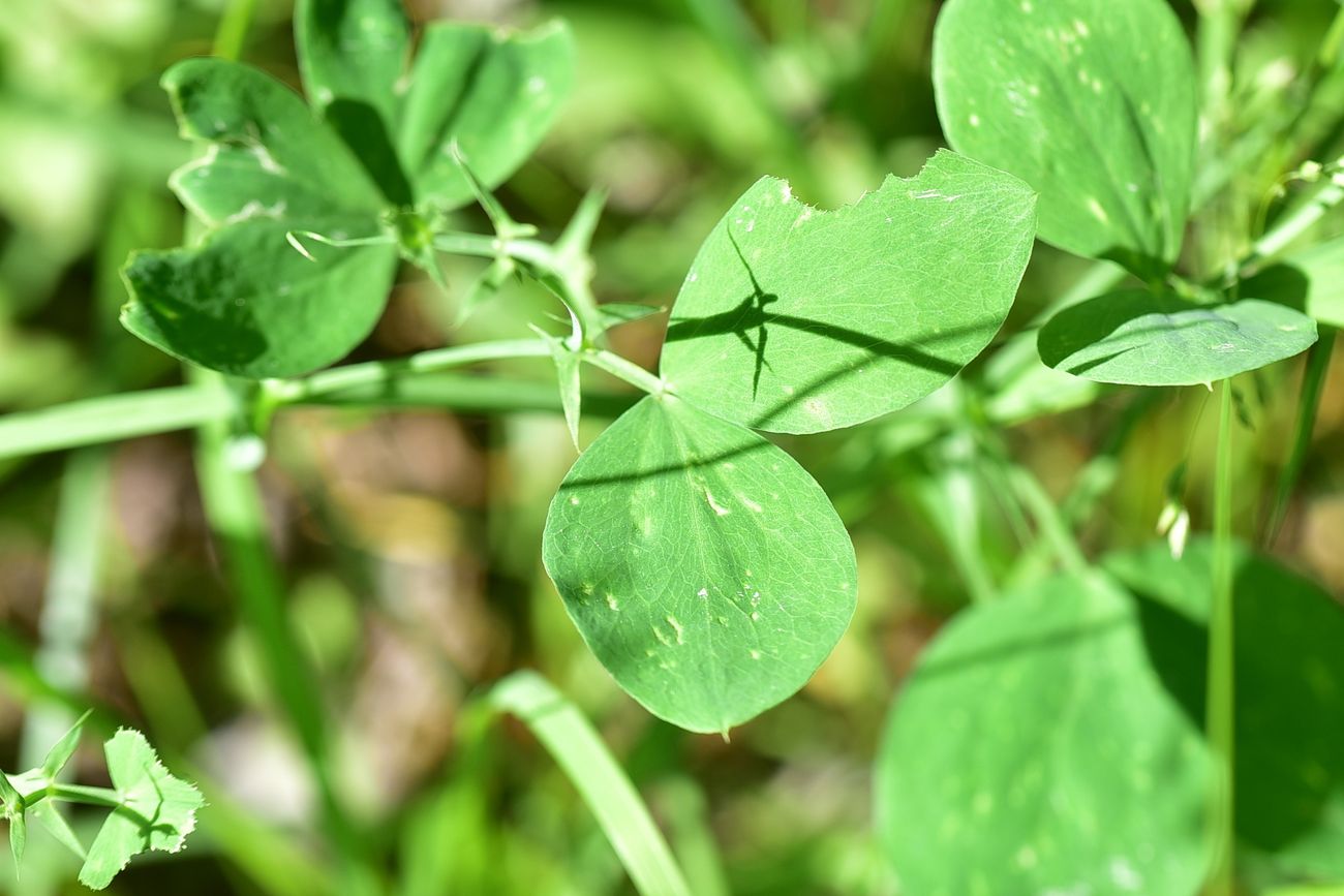 Image of genus Lathyrus specimen.