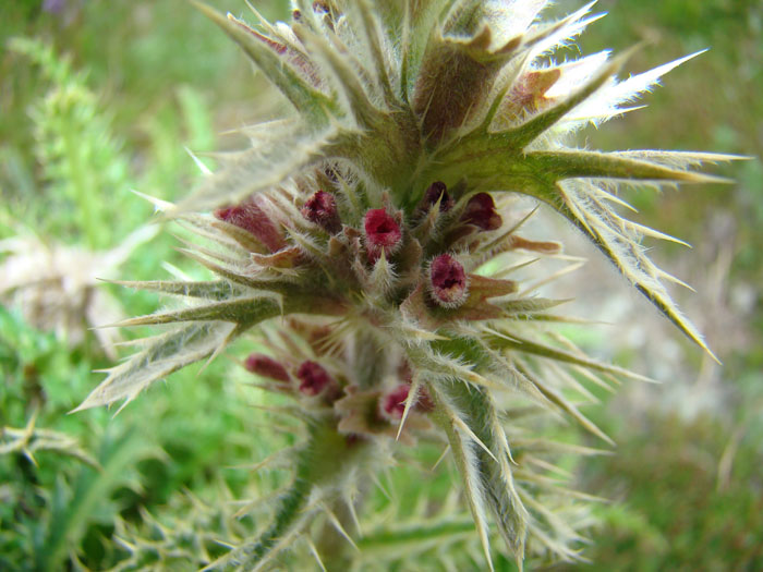 Image of Morina parviflora specimen.