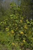 Ribes aureum