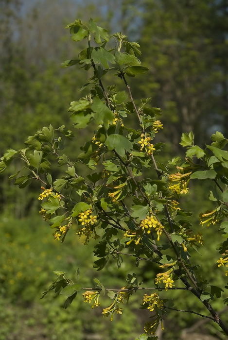 Изображение особи Ribes aureum.