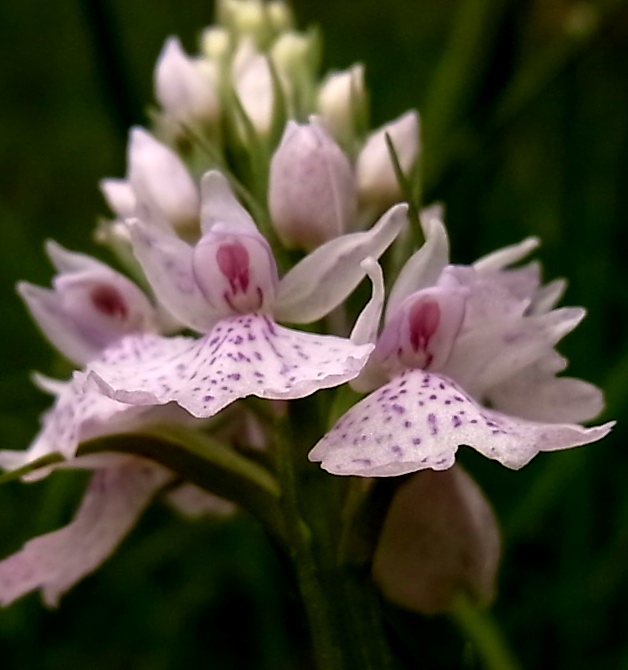 Image of Dactylorhiza maculata specimen.