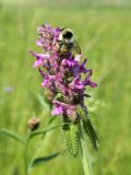 Betonica officinalis. Соцветие с питающимя шмелём. Смоленск, сухой луг. 01.07.2011.