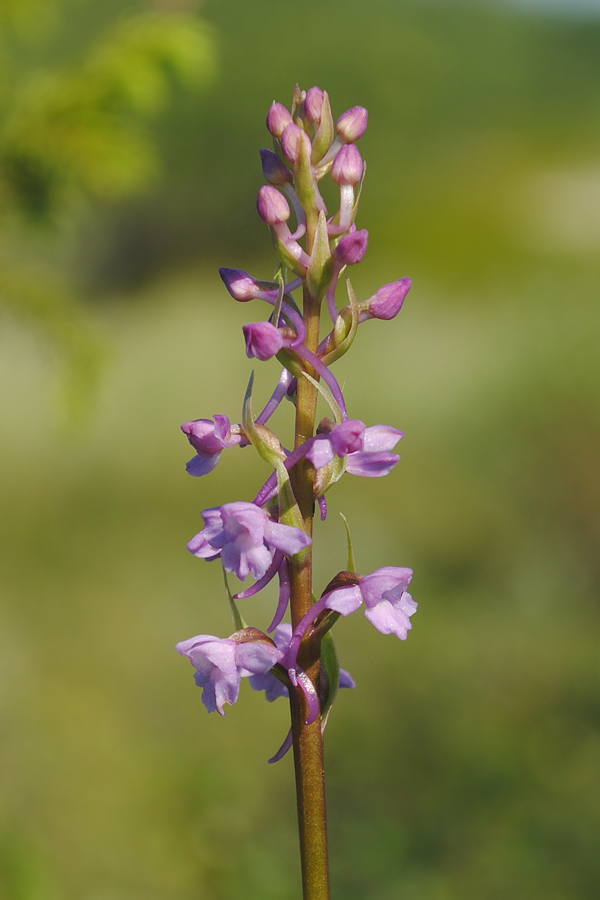 Изображение особи Gymnadenia conopsea.