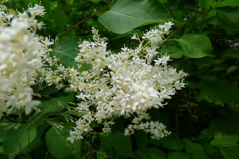 Изображение особи Syringa amurensis.