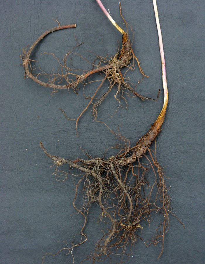 Image of genus Arsenjevia specimen.