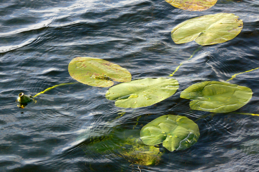 Image of Nuphar lutea specimen.