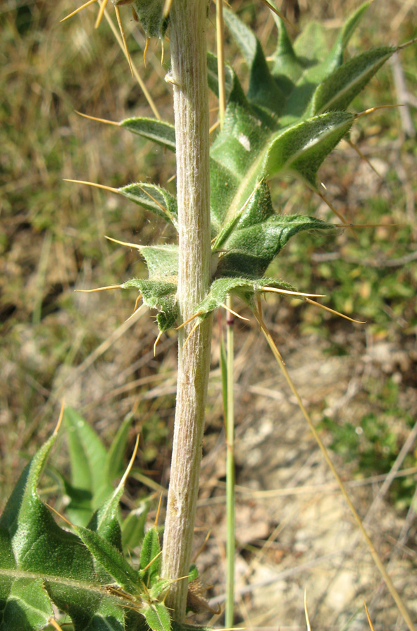 Image of Cirsium laniflorum specimen.