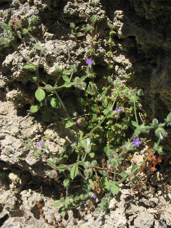 Изображение особи Campanula erinus.