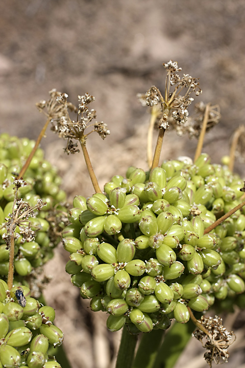 Изображение особи Ferula foetida.