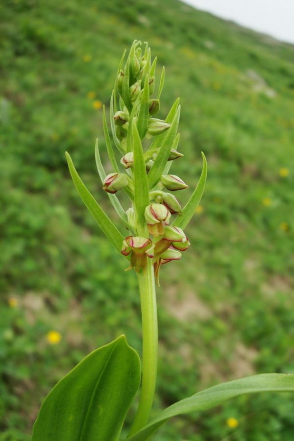 Image of Dactylorhiza viridis specimen.