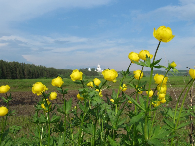 Image of Trollius europaeus specimen.