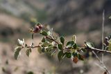 Cotoneaster soongoricus. Ветвь с плодами. Узбекистан, Ташкентская обл., зап. отроги Чаткальского хр., ур. Чимган, Песочный перевал. 10.09.2011.