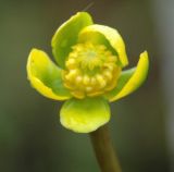 Nuphar pumila