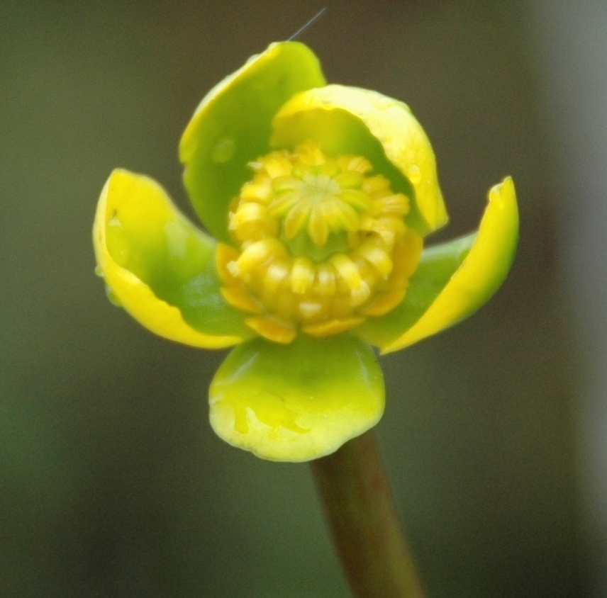 Image of Nuphar pumila specimen.