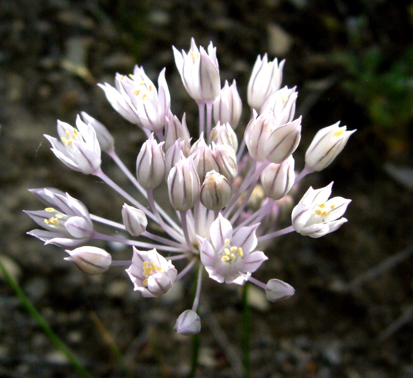 Изображение особи Allium leucosphaerum.