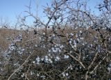 Prunus stepposa