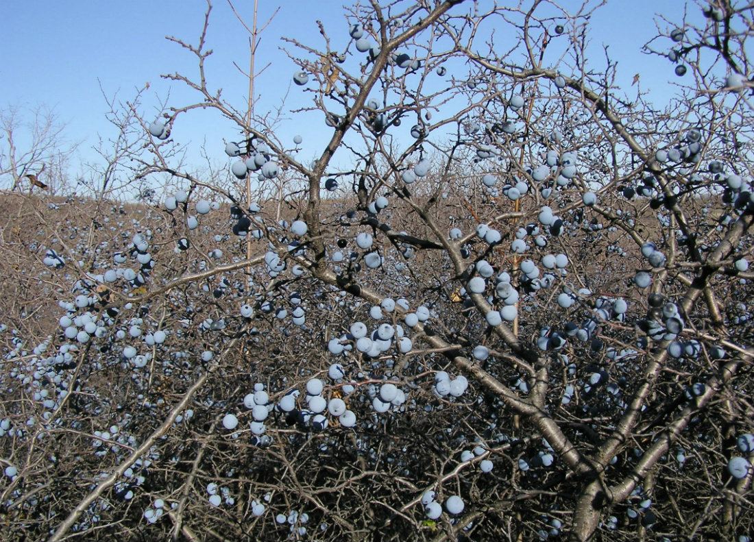 Image of Prunus stepposa specimen.