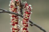 Populus tremula