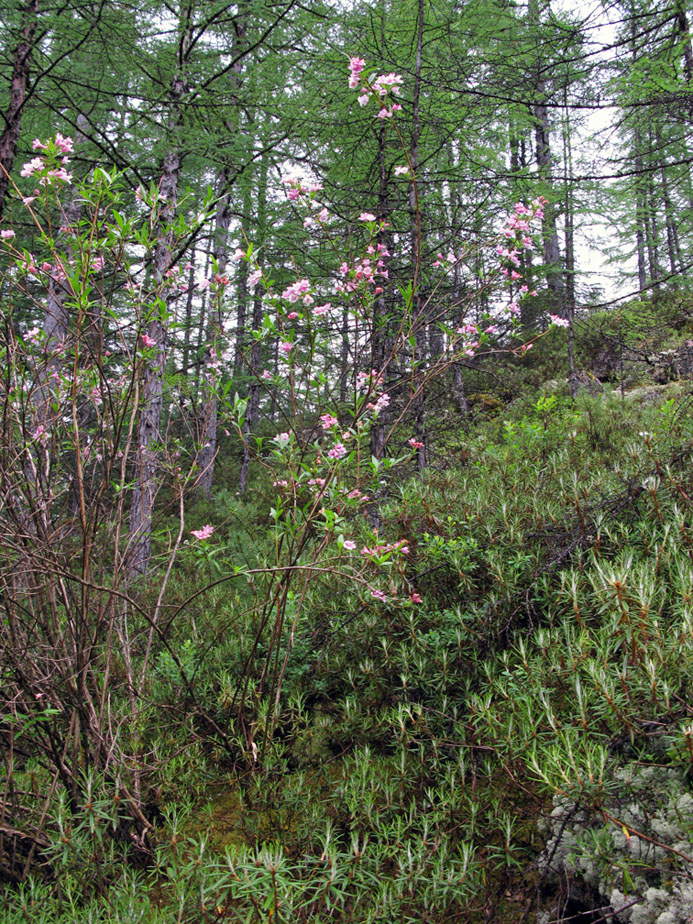 Image of Weigela suavis specimen.