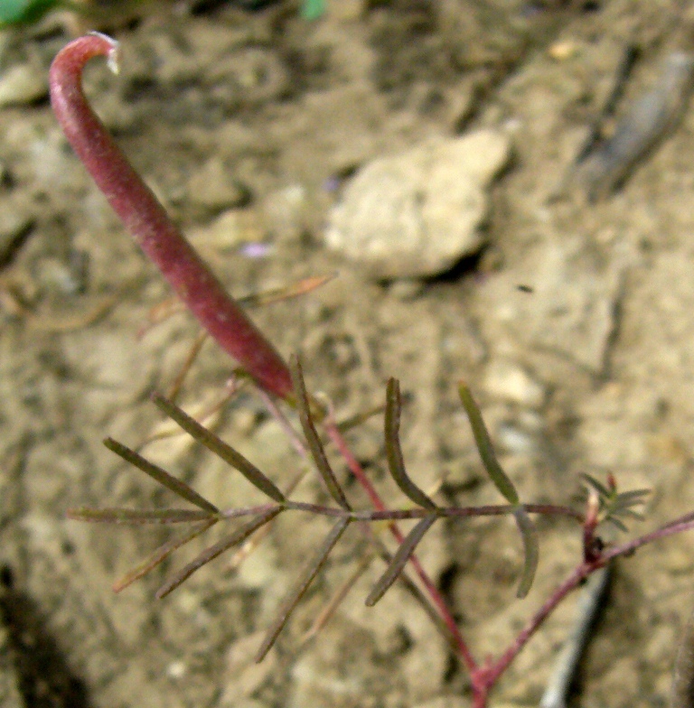 Image of Astragalus campylorhynchus specimen.