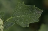 Chenopodium opulifolium