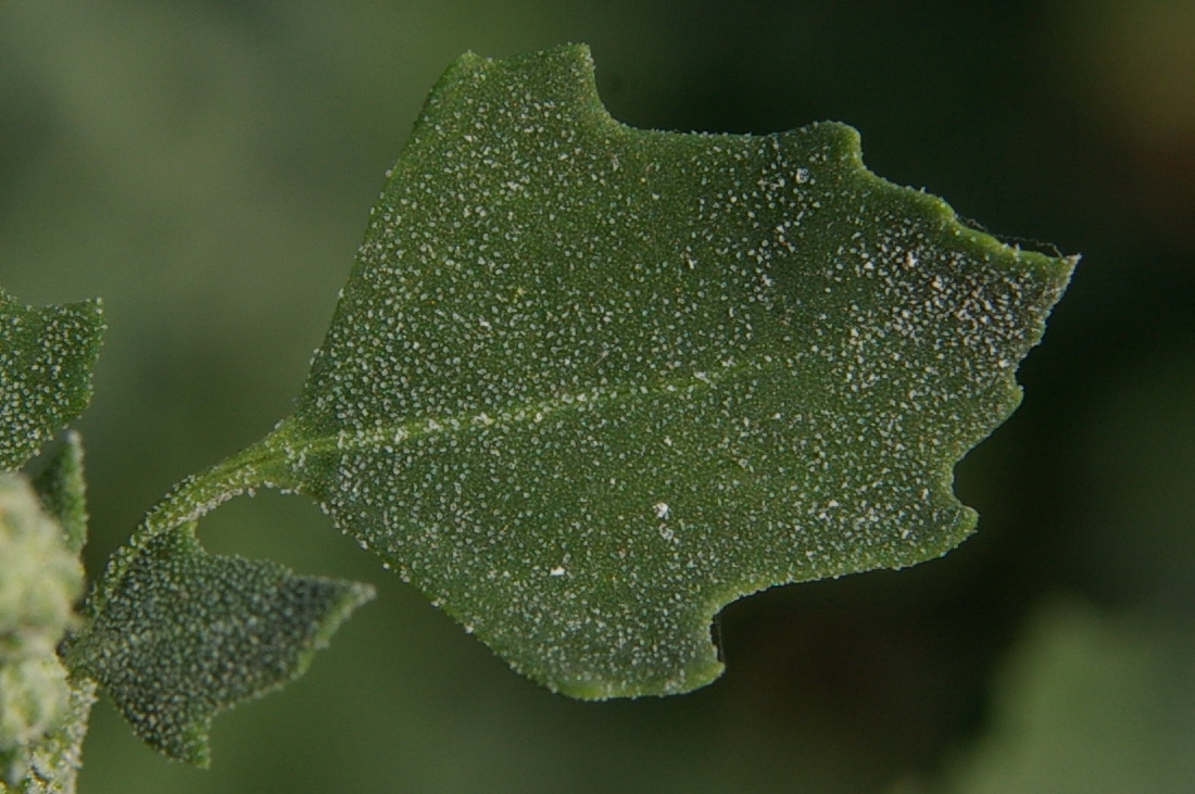 Image of Chenopodium opulifolium specimen.