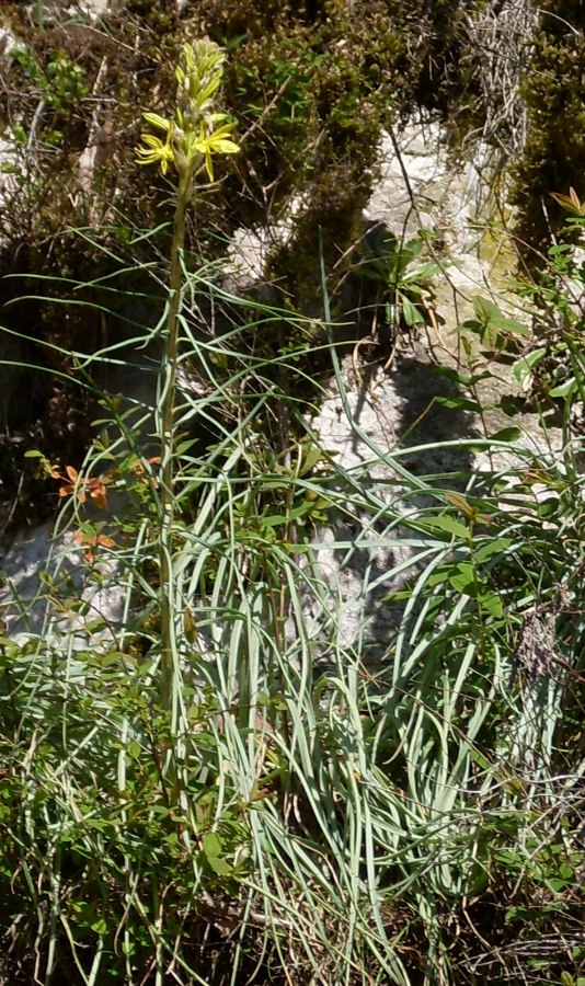 Изображение особи Asphodeline lutea.