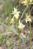 Ophrys подвид caucasica