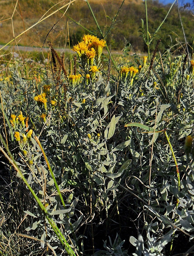 Image of Galatella villosa specimen.