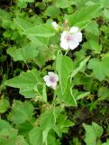 Althaea officinalis. Верхняя часть цветущего растения. Астраханская обл., Камызякский р-н, берег р. Гандурино у переправы возле с. Образцово-Травино. 17.08.2011.