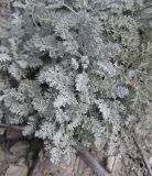 Artemisia lercheana