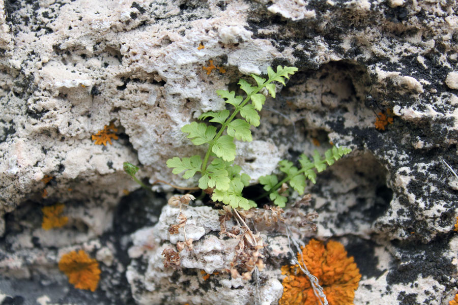 Изображение особи Cystopteris fragilis.