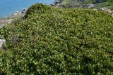 Hedera helix