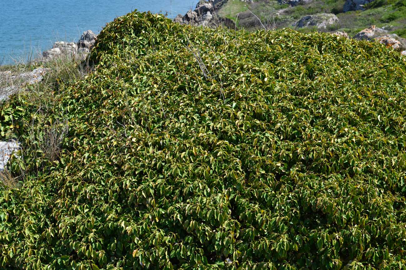 Image of Hedera helix specimen.