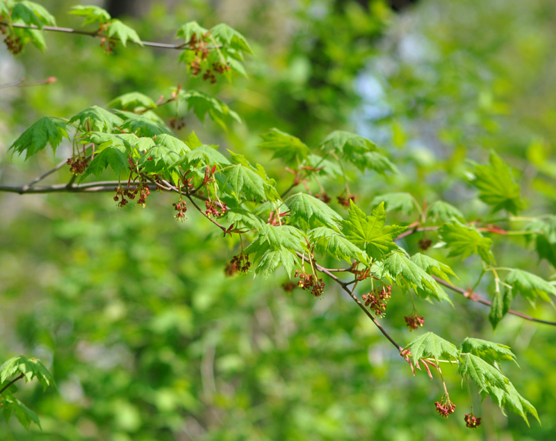 Изображение особи Acer pseudosieboldianum.