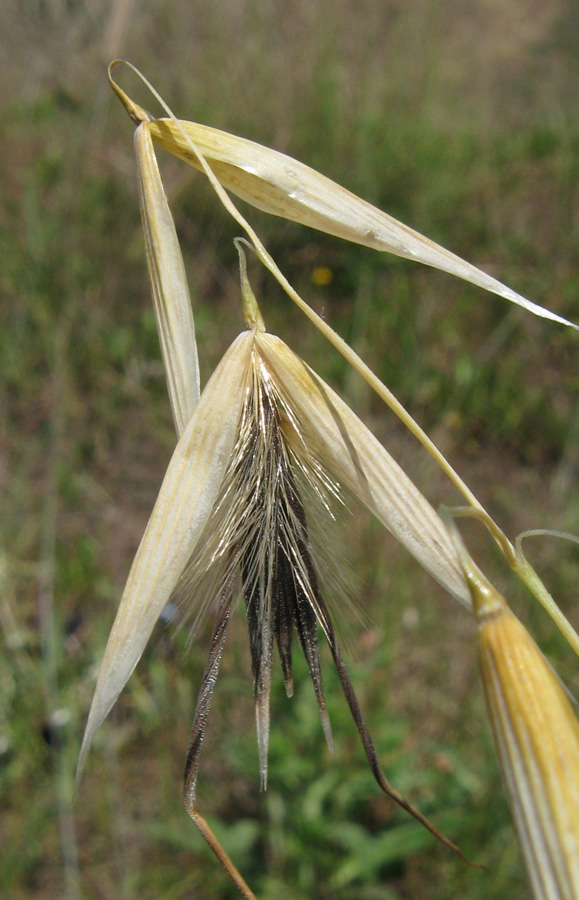 Изображение особи Avena persica.