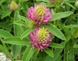 Trifolium medium