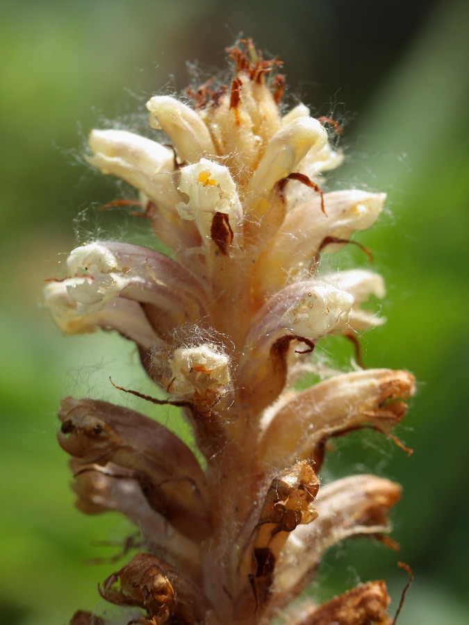 Image of genus Orobanche specimen.