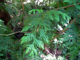 Thuja plicata. Ветвь. Ленинградская обл., окр. пос. Рощино. 30 июня 2012 г.