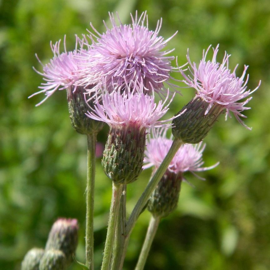 Image of Cirsium setosum specimen.