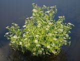 Oenanthe aquatica. Цветущее растение в воде. Орловская область, национальный парк \"Орловское полесье\". 03.07.2007.
